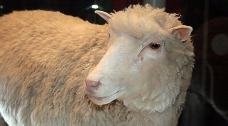 Những hậu duệ nhân bản của cô cừu Dolly giờ ra sao ?