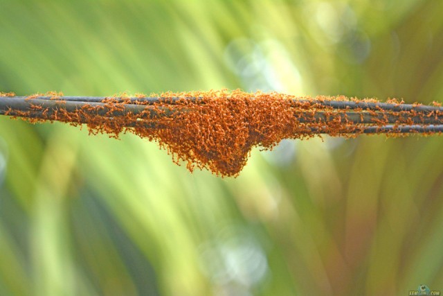 E3M6EC red ants nesting behavior