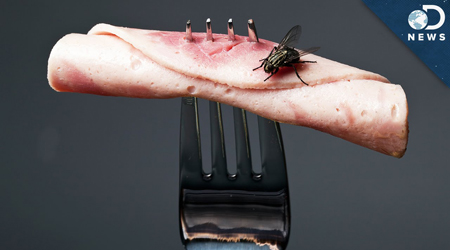 Chuyện gì sẽ xảy ra nếu ruồi đậu vào thức ăn của bạn ?
