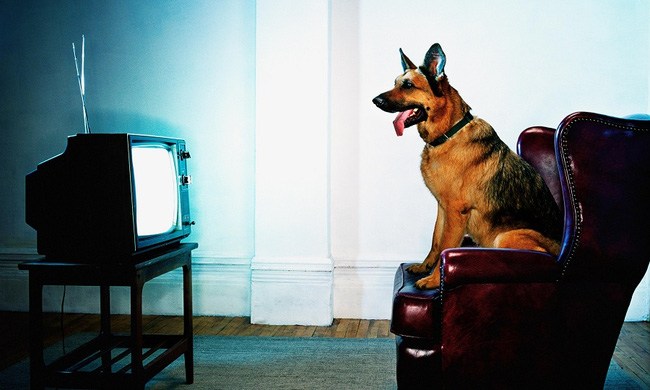Chó nhà bạn thấy những gì khi ngồi xem TV?